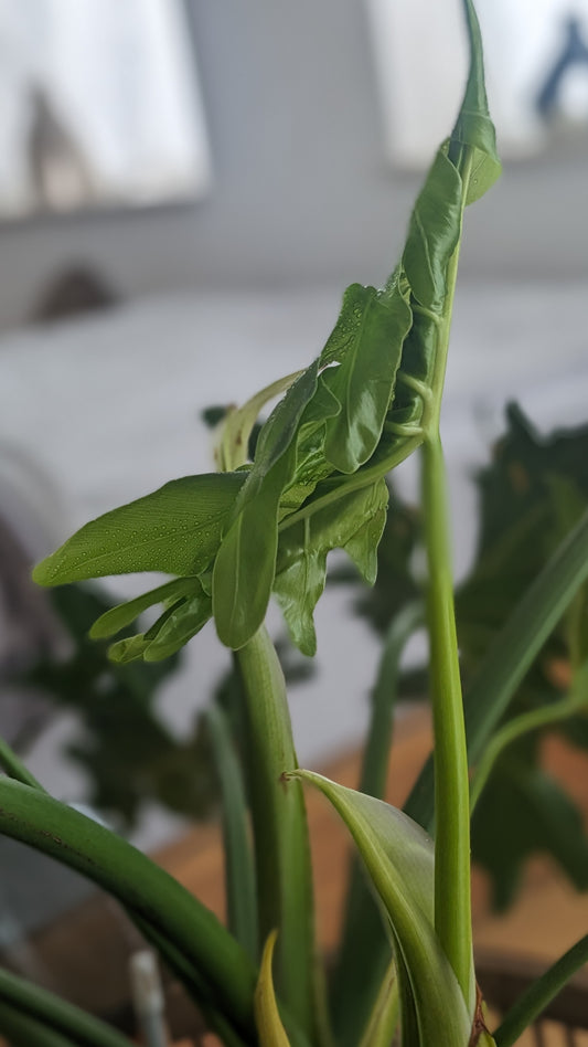 新芽