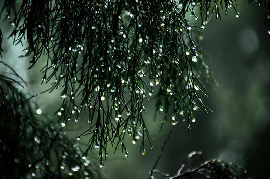 雨の名前